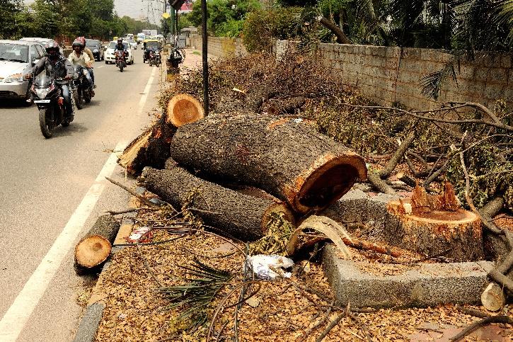 Trees to be killed: It was decided to cut down trees to build a forlane road in Gandhinagar