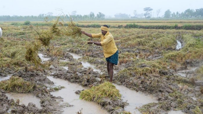 News of relief for farmers in Gujarat due to heavy rains