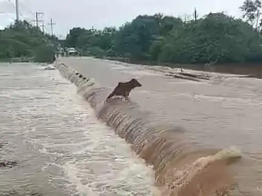 PHC doctor Tanaya in Behgamni river of Khambhaliya! Rescued