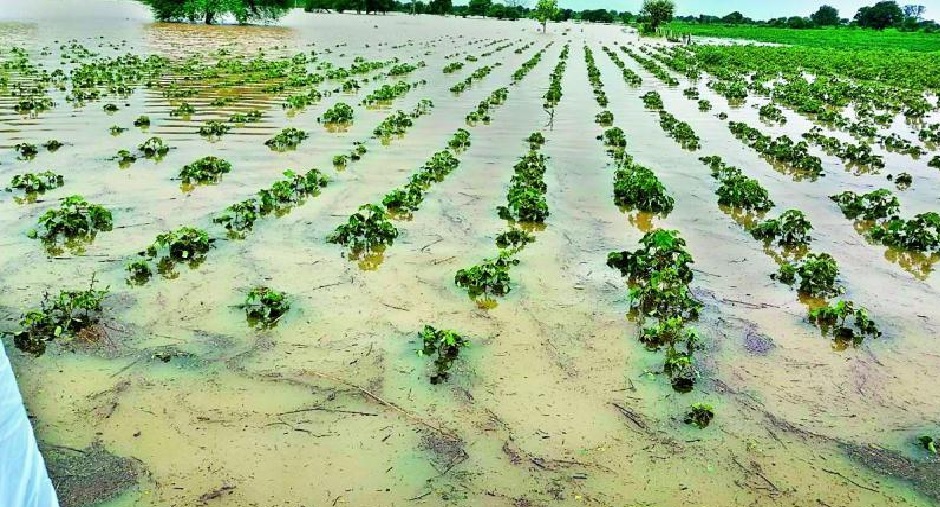 The Minister of Agriculture will visit the heavy rain districts of Gujarat!
