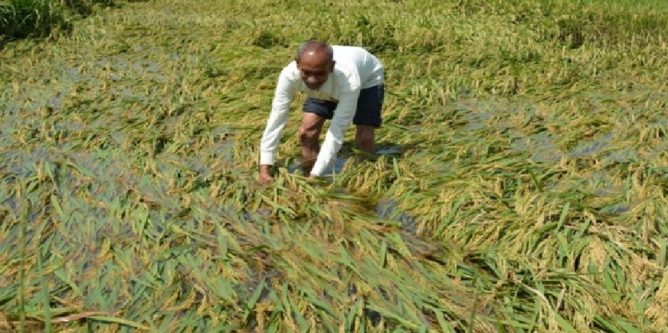 The Minister of Agriculture will visit the heavy rain districts of Gujarat!