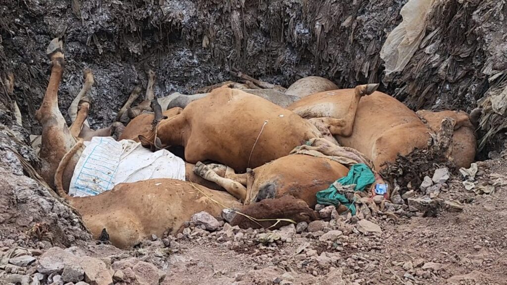 Death toll: Heaps of dead bodies of cows in the Jamnagar Manpa area, the government book claims that it is safe!