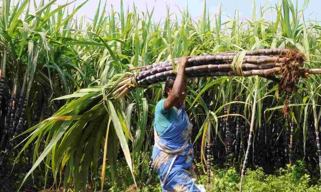 Good news for Gujarat farmers! The central government has increased the support price of sugarcane