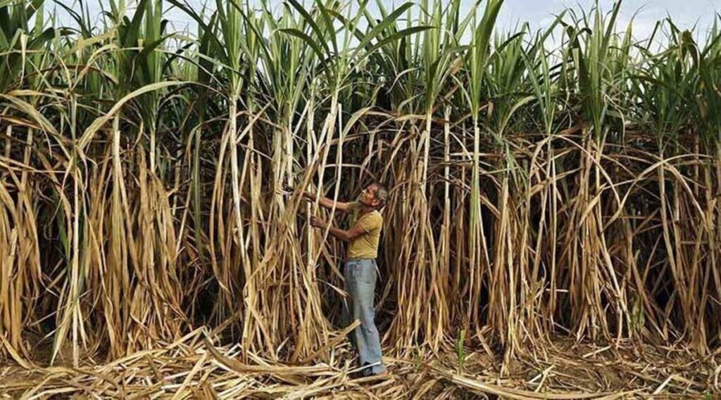 Good news for Gujarat farmers! The central government has increased the support price of sugarcane
