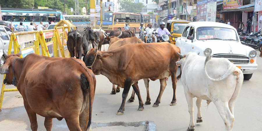 After the court clash, the state government came into action to catch the stray cattle!