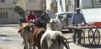 એક તરફ મુખ્યમંત્રીએ કાયદો પરત લેવાની ખાતરી આપી , બીજી તરફ રખડતા પશુના કારણે જામનગરના વધુ એક નિર્દોષ વ્યક્તિના જીવ ગુમાવ્યાનો કિસ્સો આવ્યો સામે