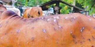 જામનગરમાં લંપી વાયરસના કારણે ગાયોના ટપોટપ મોત , સરકારી ચોપડે એક પણ મોત નહીં!!