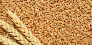 હવે ઘઉંના ભાવ ઘટશે : ઘઉંની નિકાસને પ્રોહિબિટેડ કેટેગરીમાં મુકાઈ