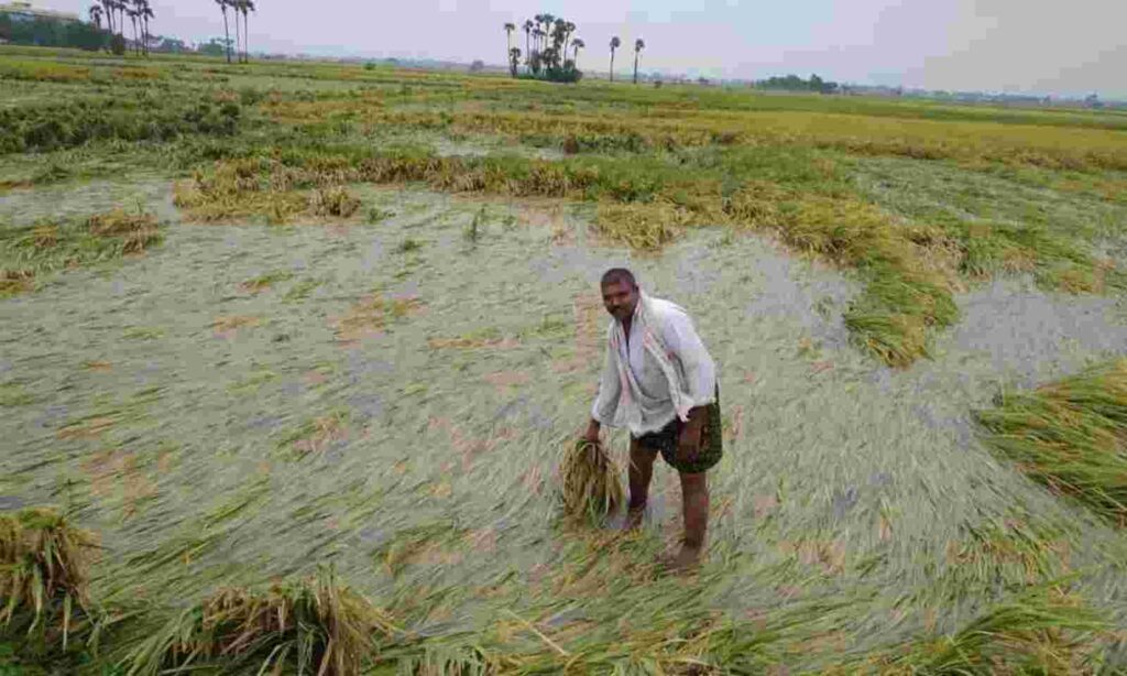 News of relief for farmers in Gujarat due to heavy rains