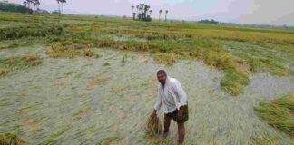 ગુજરાતમાં ખેડૂતો માટે અતિવૃષ્ટિથી થયેલા નુકસાન માટે રાહતના સમાચાર News of relief for farmers in Gujarat due to heavy rains