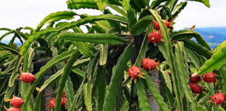 મહત્વનો નિર્ણય: કમલમ ફળનું વાવેતર કરતા ખેડૂતોને અપાશે સહાય Important decision: Assistance will be given to farmers cultivating lotus fruit