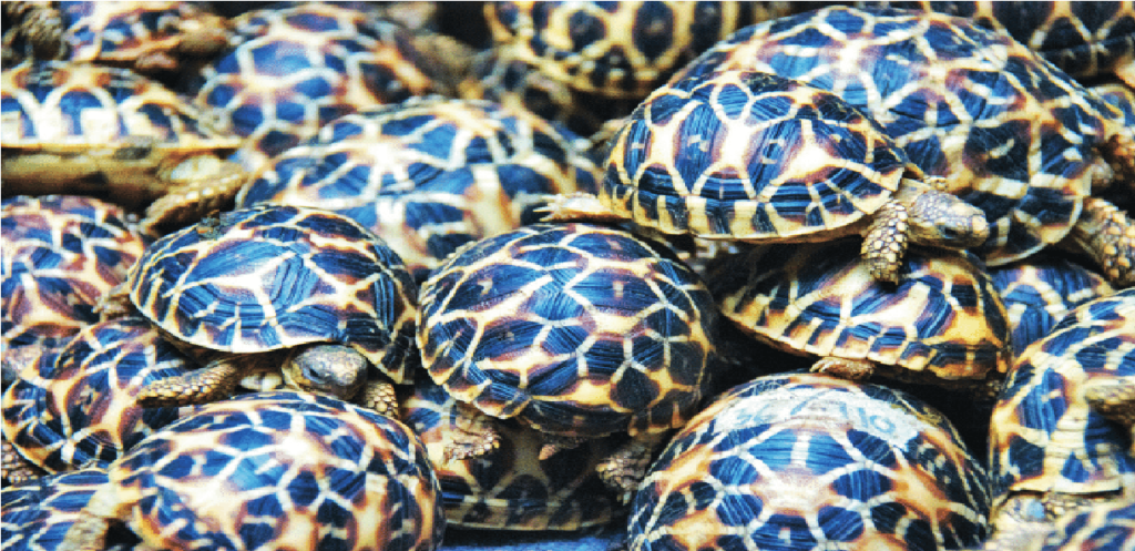 Dehgam forest department rescued turtles from illegal sale