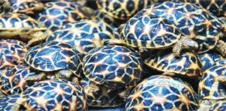 દહેગામના વન વિભાગ દ્વારા ગેરકાયદેસર વેચાણમાં રખાયેલા કાચબાઓને બચાવાયા Dehgam forest department rescued turtles from illegal sale