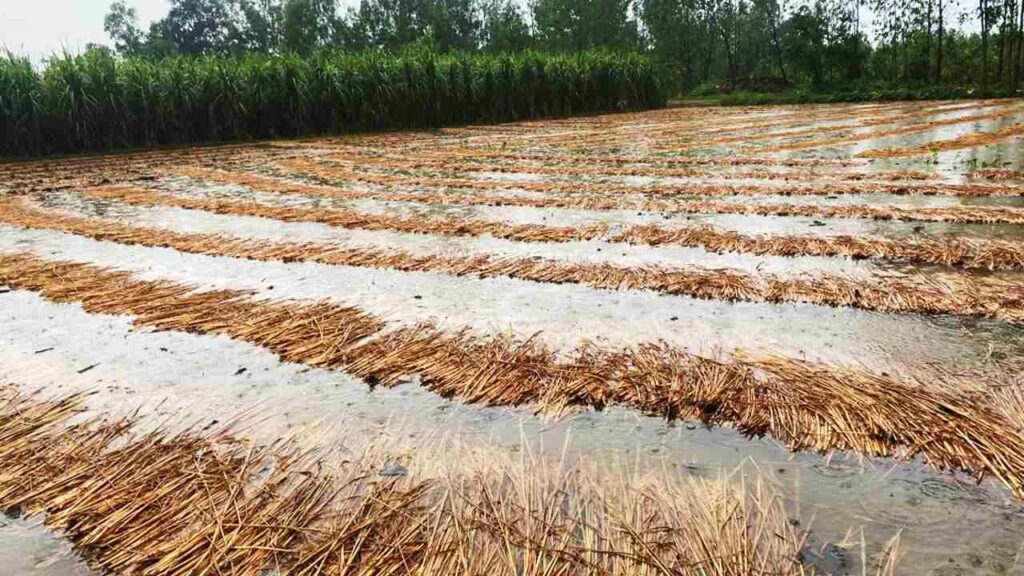 The Minister of Agriculture will visit the heavy rain districts of Gujarat!