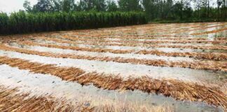 ગુજરાતના અતિવૃષ્ટિથી પ્રભાવિત જિલ્લાઓની કૃષિમંત્રી મુલાકાત કરશે ! The Minister of Agriculture will visit the heavy rain districts of Gujarat!