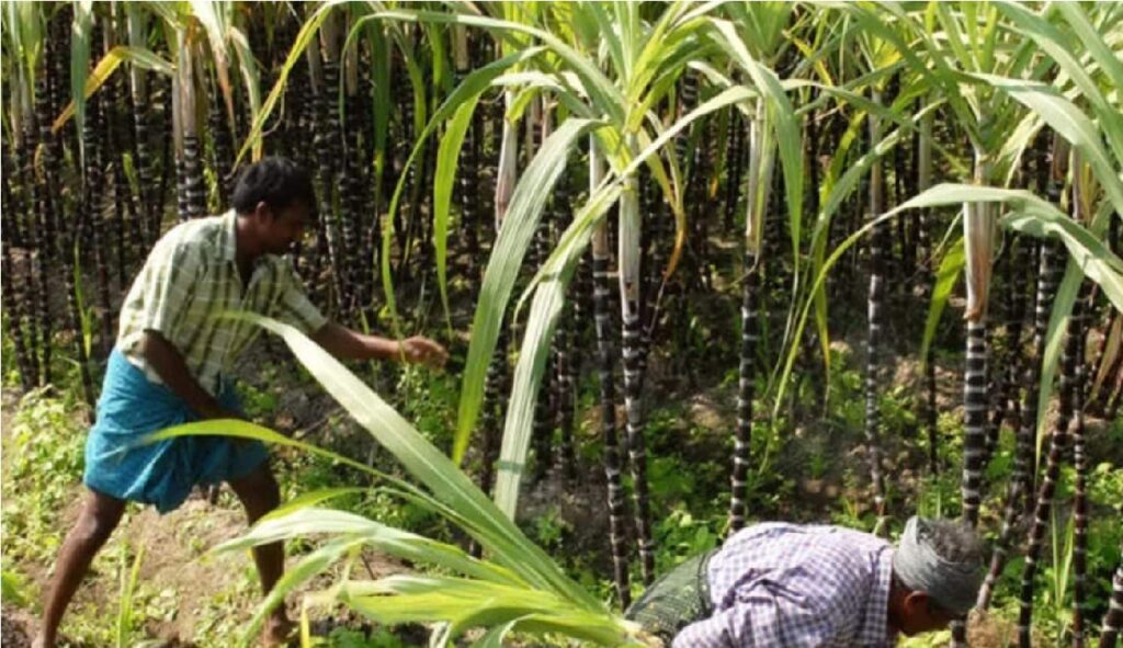 Good news for Gujarat farmers! The central government has increased the support price of sugarcane