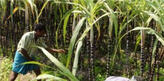 ગુજરાતના ખેડૂતો માટે સારા સમાચાર! કેન્દ્ર સરકારે શેરડીના ટેકાના ભાવમાં વધારો કર્યો Good news for Gujarat farmers! The central government has increased the support price of sugarcane