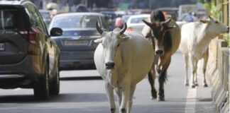 કોર્ટની ટકોર બાદ રખડતા પશુને પકડવા રાજ્ય સરકાર એકસનમાં આવી! After the court clash, the state government came into action to catch the stray cattle!