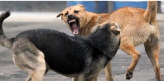 CCTV : પાંચ વર્ષના બાળક પર 6 સ્ટ્રીટ ડોગનો સામૂહિક હુમલો,બાળકનું કરૂણ મોત