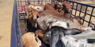 બેદરકાર તંત્ર: તંત્રની બેદરકારીના કારણે ઢોર ડબ્બામાં પણ ઢોર સુરક્ષિત નથી