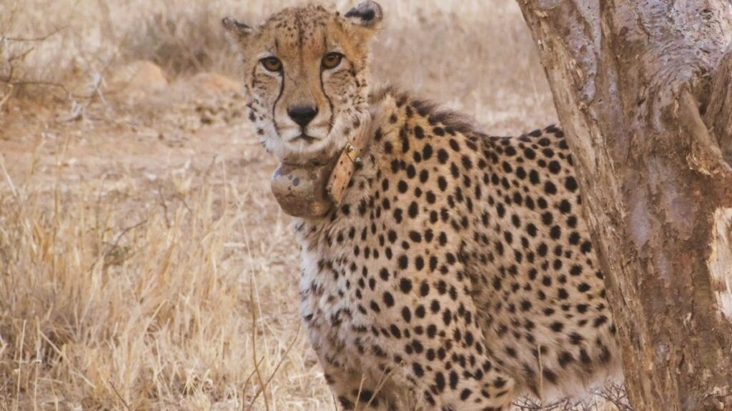 Cheetah in India: The government is preparing for the second phase of the Cheetah project, know what the project chief said