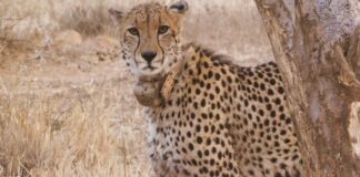 Cheetah in India: ચિત્તા પ્રોજેક્ટના બીજા તબક્કાની તૈયારી કરી રહી છે સરકાર, જાણો શું કહ્યું પ્રોજેક્ટ ચીફે Cheetah in India: The government is preparing for the second phase of the Cheetah project, know what the project chief said