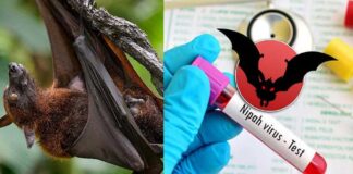 કોઝિકોડમાં નિપાહ વાયરસના વધતા જોખમ વચ્ચે એલર્ટ જારી, આરોગ્ય મંત્રીએ ઉચ્ચ સ્તરીય બેઠક યોજી Alert issued amid rising Nipah virus threat in Kozhikode, Health Minister holds high-level meeting