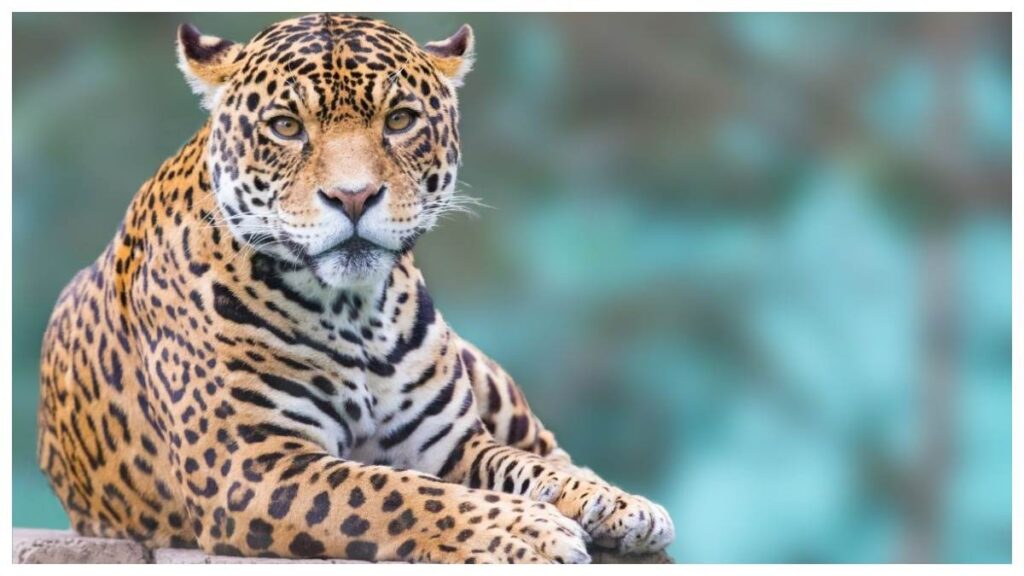 Woman dies in suspected leopard attack in Gujarat's Navsari district, police register case