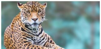 ગુજરાતના નવસારી જિલ્લામાં શંકાસ્પદ દીપડાના હુમલામાં મહિલાનું મોત, પોલીસે નોંધ્યો કેસ Woman dies in suspected leopard attack in Gujarat's Navsari district, police register case