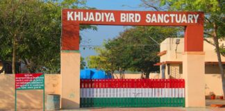 આજે વર્લ્ડ એનિમલ વેલ્ફેર ડે, વન્યજીવો છે આપણું ગૌરવ.. આપણો અમૂલ્ય વારસો Today is World Animal Welfare Day, Wildlife is our pride.. our precious heritage.