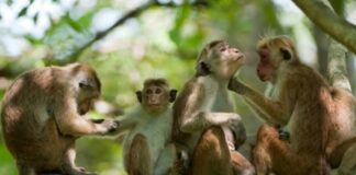 ચીન બાદ અન્ય દેશો પણ શ્રીલંકા પાસેથી વાંદરા ખરીદવા માંગે છે, કેમ? After China, other countries also want to buy monkeys from Sri Lanka, why?