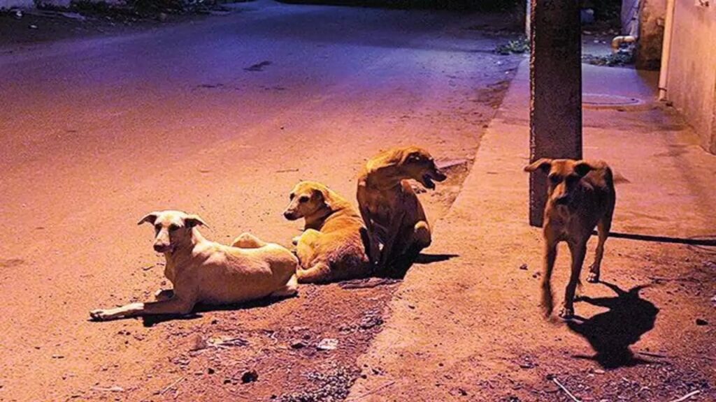 After Parag Desai's death, Ahmedabad Municipal Corporation issues a tender worth Rs 8 crore for sterilization of dogs.