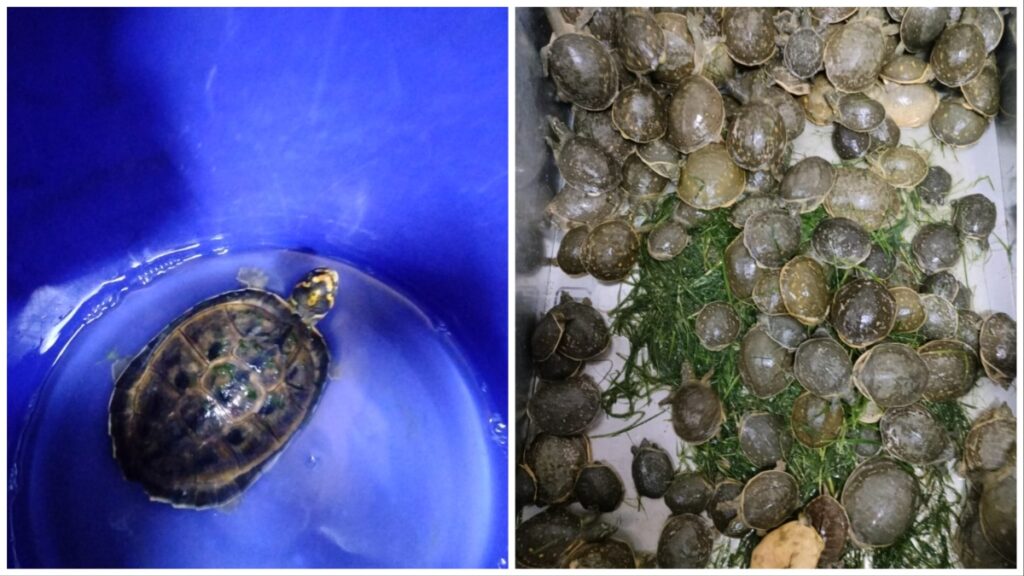 Tortoise smuggling busted, 955 rare species seized, market value over 1 crore