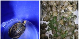 કાચબાની દાણચોરીનો પર્દાફાશ, દુર્લભ પ્રજાતિના 955 કાચબા જપ્ત, બજારમાં કિંમત 1 કરોડથી વધુ Tortoise smuggling busted, 955 rare species seized, market value over 1 crore