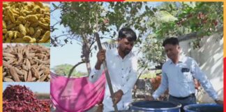 જામનગર બાગાયત વિભાગ દ્વારા મળેલી સહાય થકી પાકનું પ્રોસેસિંગ, કટિંગ અને અન્ય ખર્ચ નહિવત બન્યા છે.” : ખેડૂત ભાવેશભાઈ નંદા