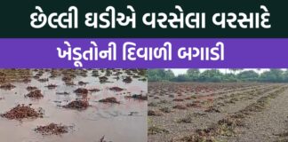 જામનગર જિલ્લામાં છેલ્લી ઘડીએ વરસેલા વરસાદે ખેડૂતોની દિવાળી બગાડી , ધરતીપુત્રોને પડયા પર પાટુ