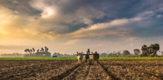 ભારત સરકારે પીએમ કિસાનના આગામી ડિસેમ્બરના હપ્તા માટે ખેડૂત આઇડીની નોંધણી ફરજિયાત કરી