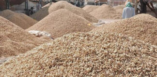 સરકારનો તળિયા વગરનો ટેકો હવામાં : જામનગર જિલ્લાના લગભગ સેન્ટર ઉપર ટેકાના ભાવે મગફળીની ખરીદી પ્રક્રિયા બીજા દિવસે પણ બંધ