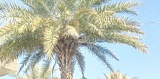 જામનગરના એક પોલીસ કર્મચારી મધ્ય પ્રદેશમાં પોલીસ જાપ્તામાંથી એકાએક લાપતા બની ગયા બાદ હેમ ખેમ મળી આવતાં પોલીસ તંત્રએ હાશકારો અનુભવ્યો જામનગરના એક પોલીસ કર્મચારી મધ્ય પ્રદેશમાં પોલીસ જાપ્તામાંથી એકાએક લાપતા બની ગયા બાદ હેમ ખેમ મળી આવતાં પોલીસ તંત્રએ હાશકારો અનુભવ્યો